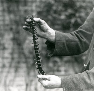 A Giant Centipede Carefully Held Up by Its Keeper, London Zoo, 1923 by Frederick William Bond